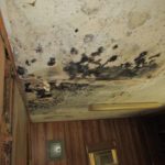 Damage caused by mold